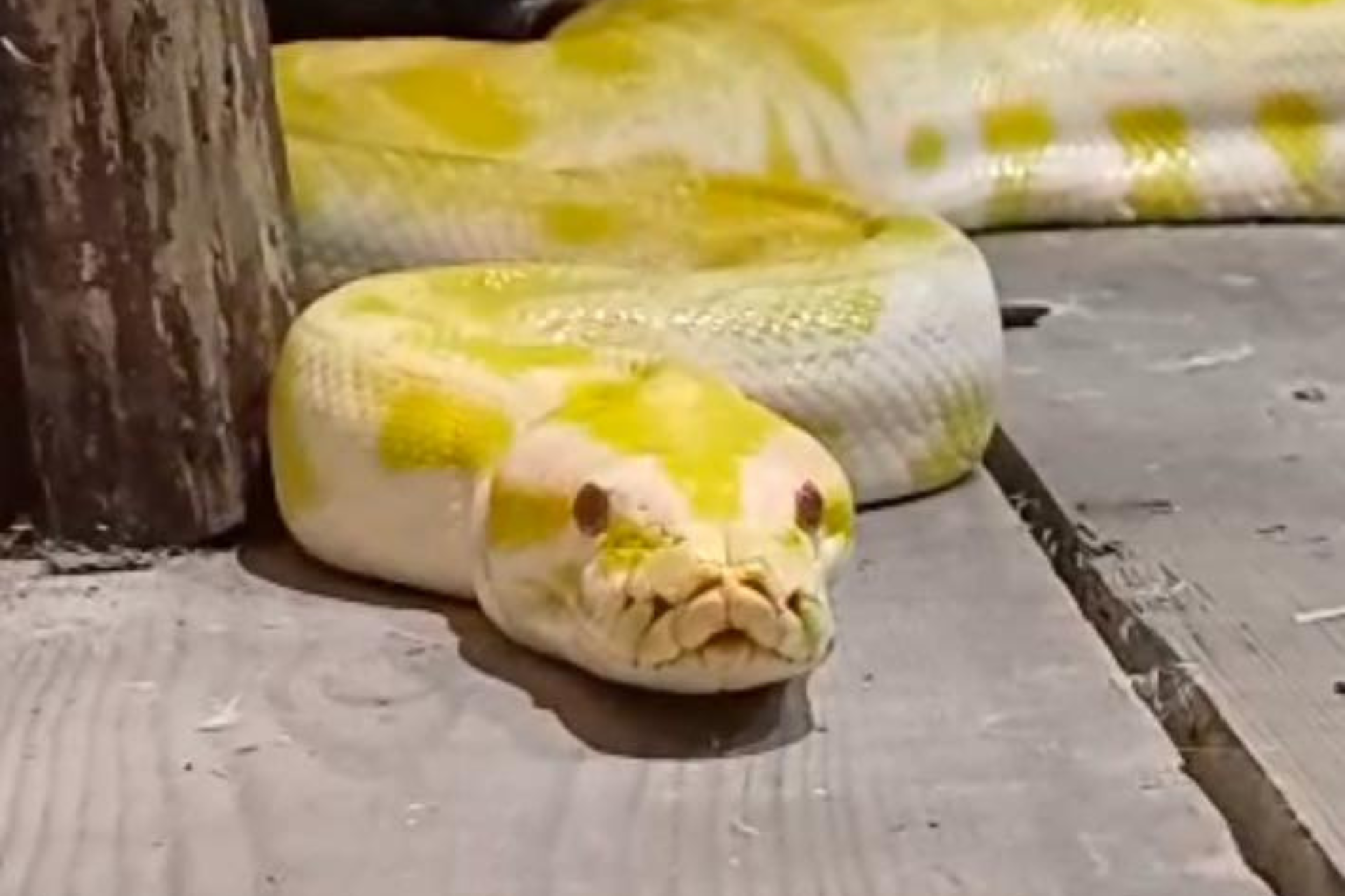 BURMESE PYTHON