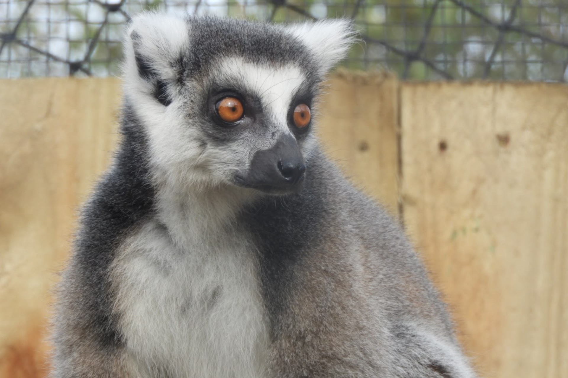 LEMURS (1)
