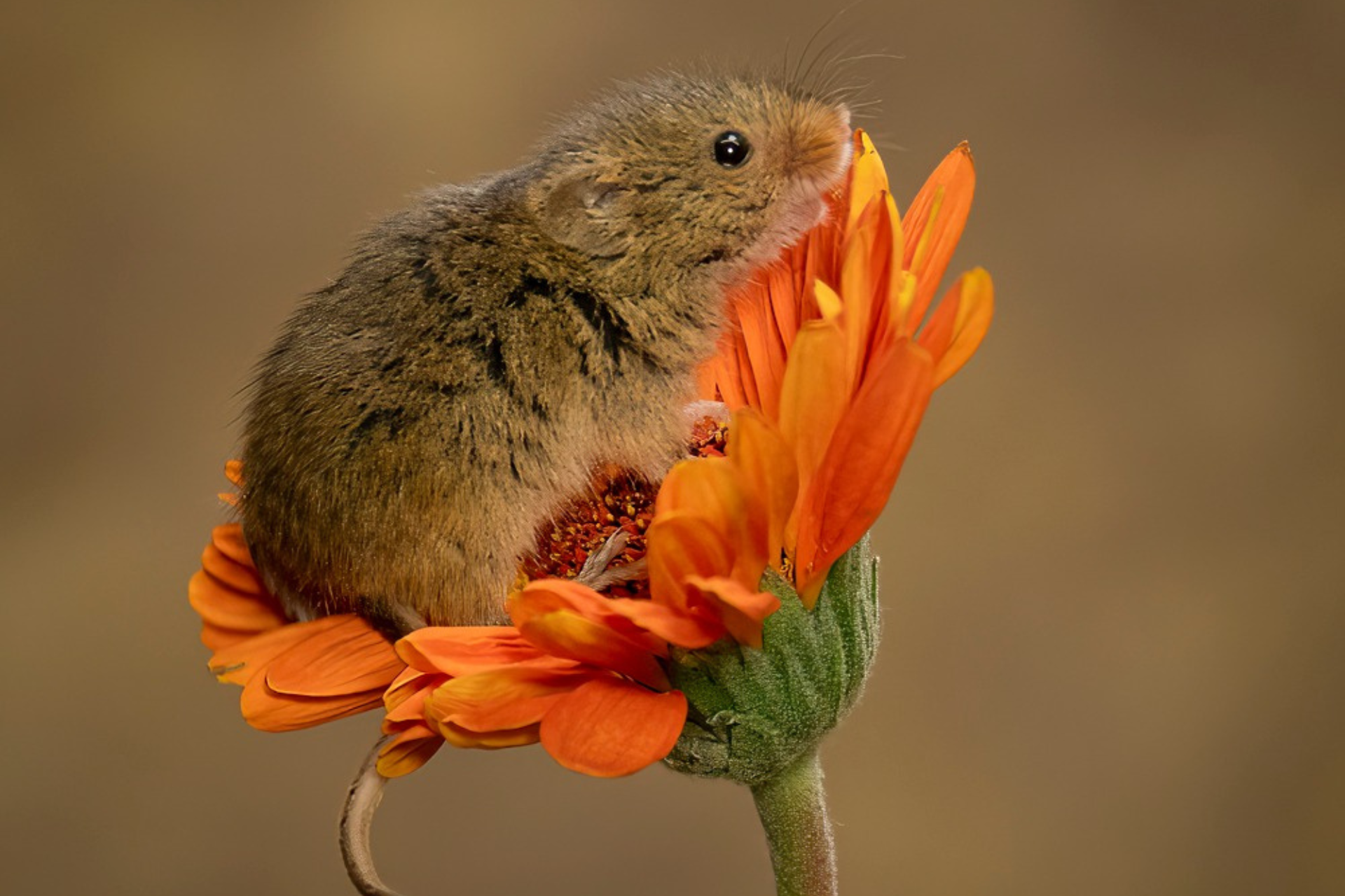 HARVEST MICE
