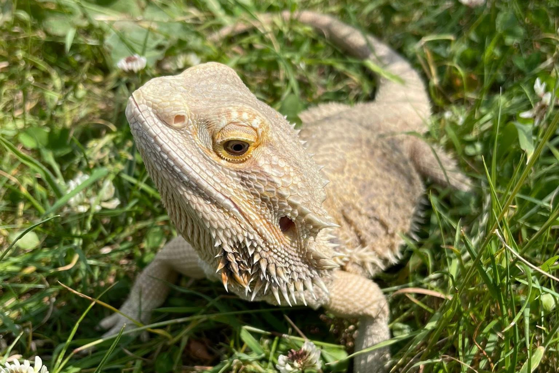 BEARDED DRAGON