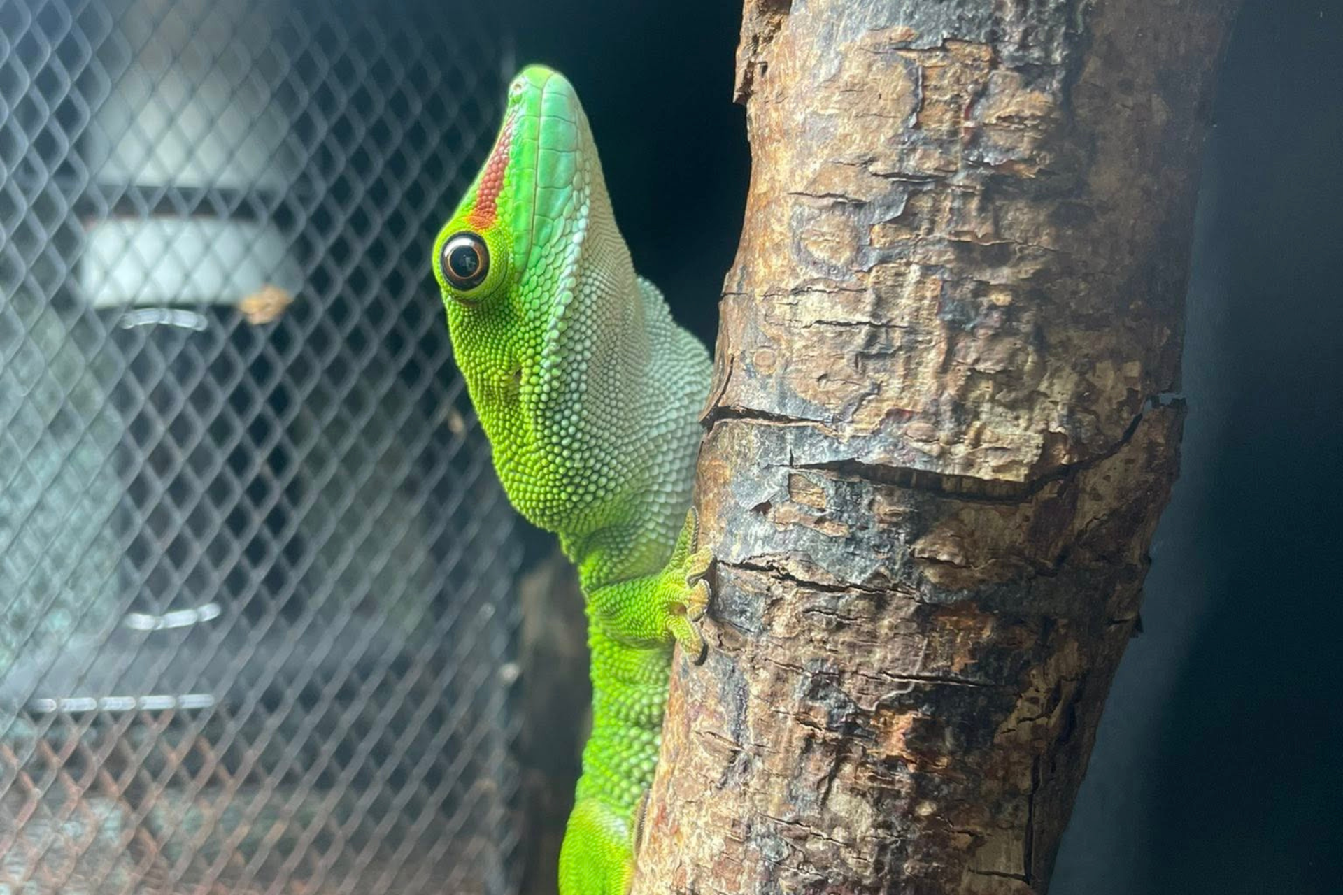 DAY GECKO