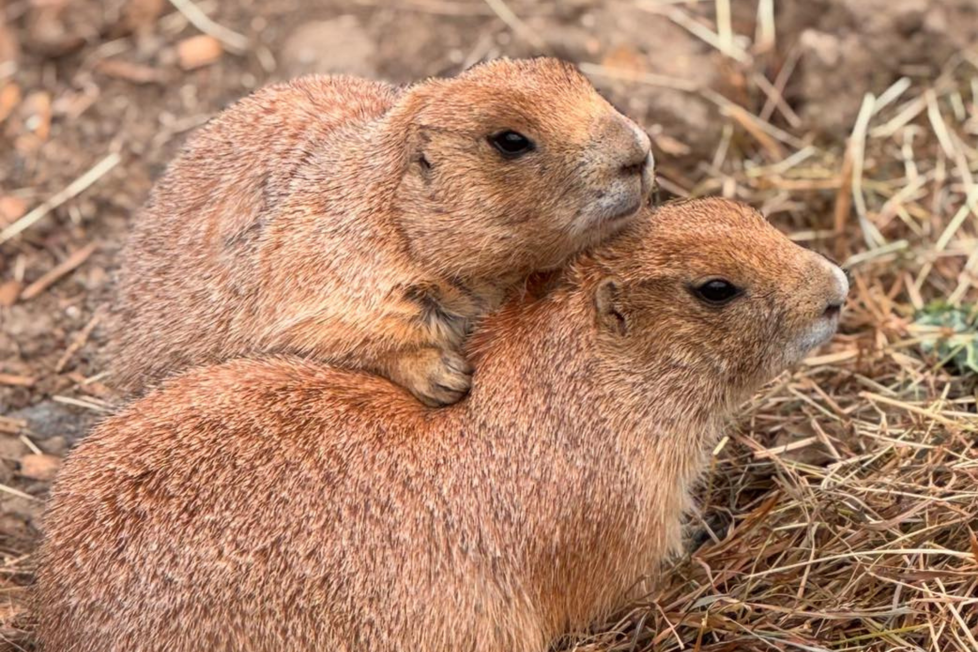 PRAIRIE DOGS