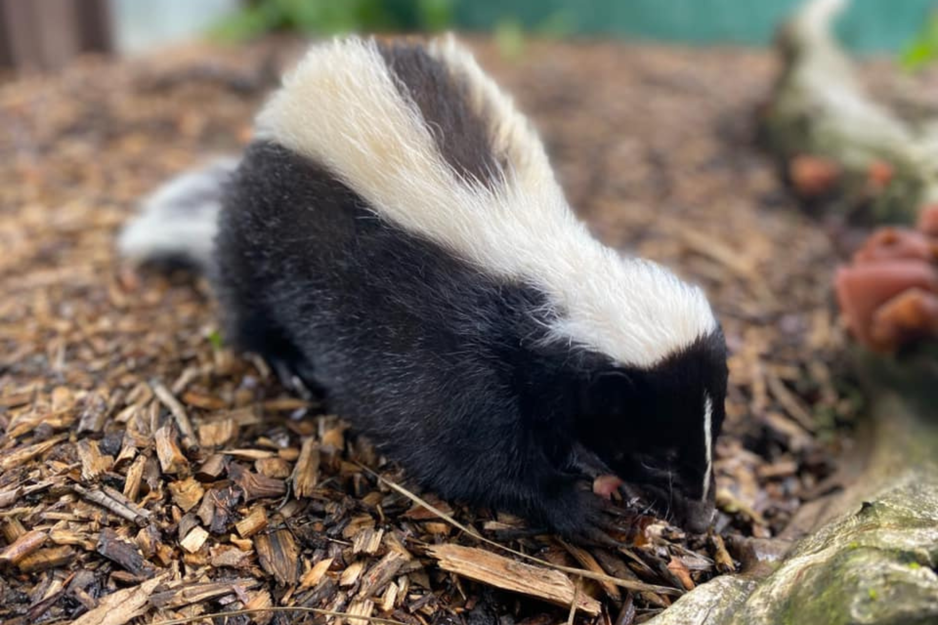 SKUNK