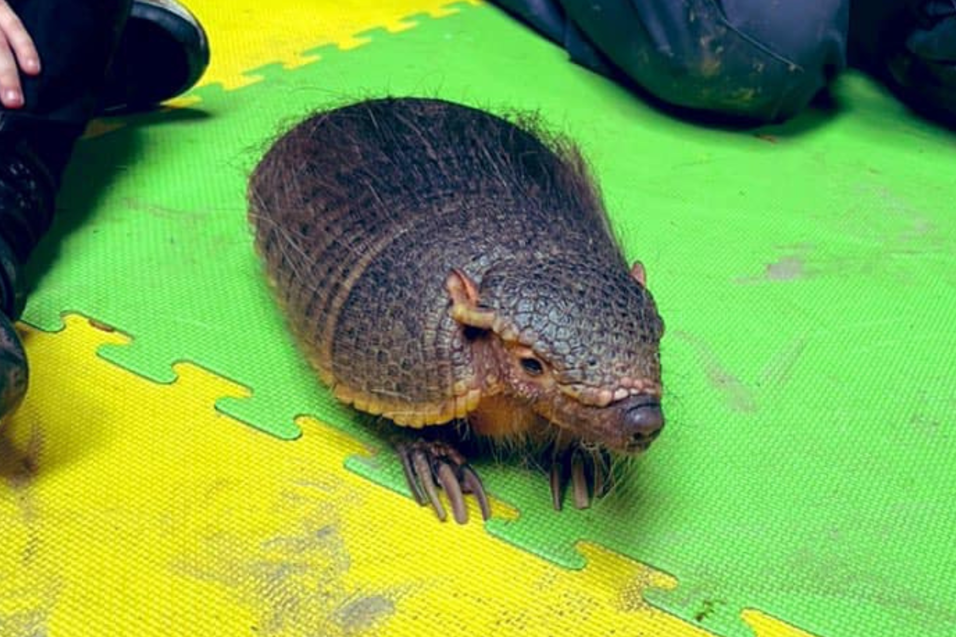 ARMADILLO