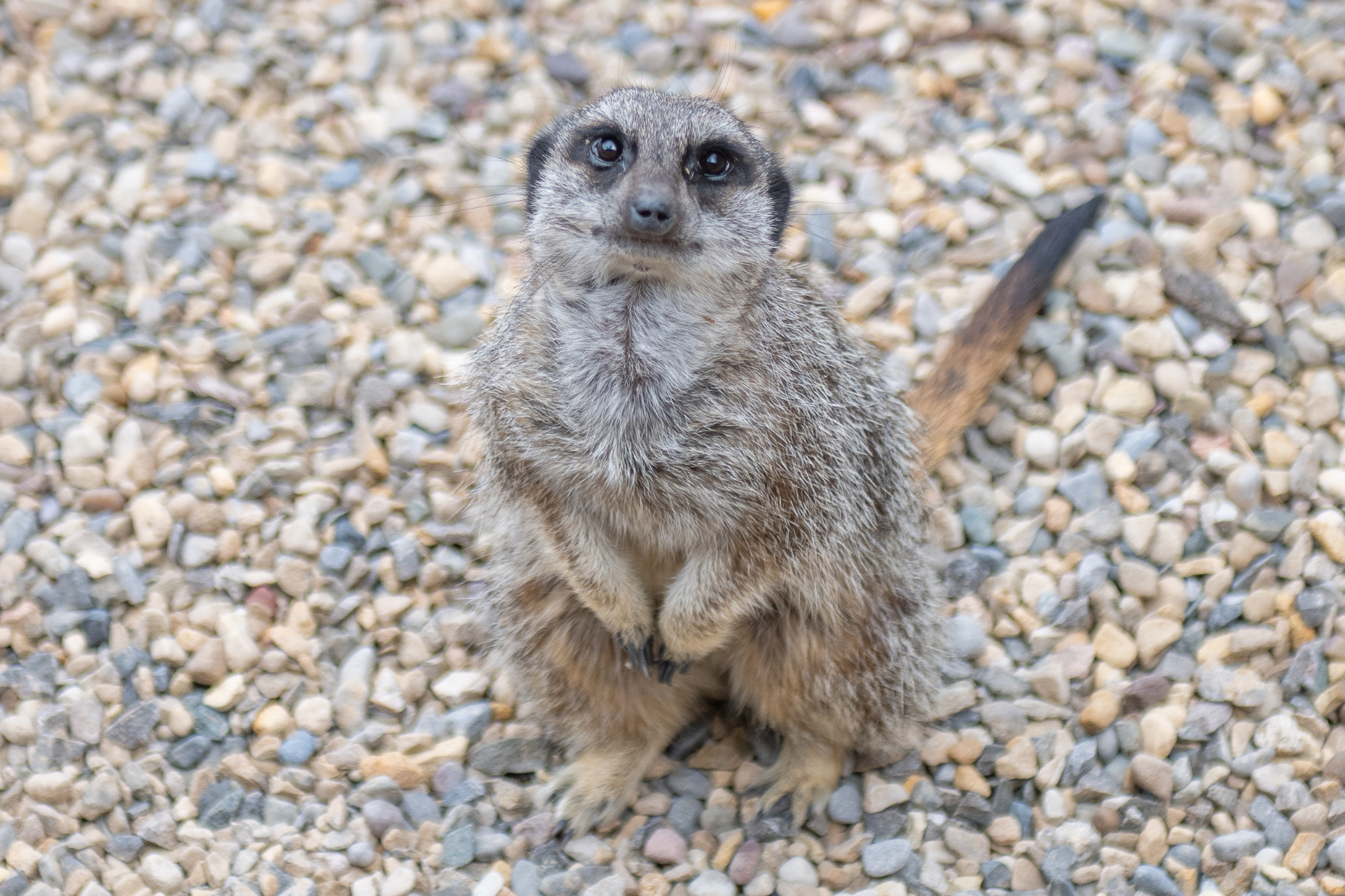 MEERKAT