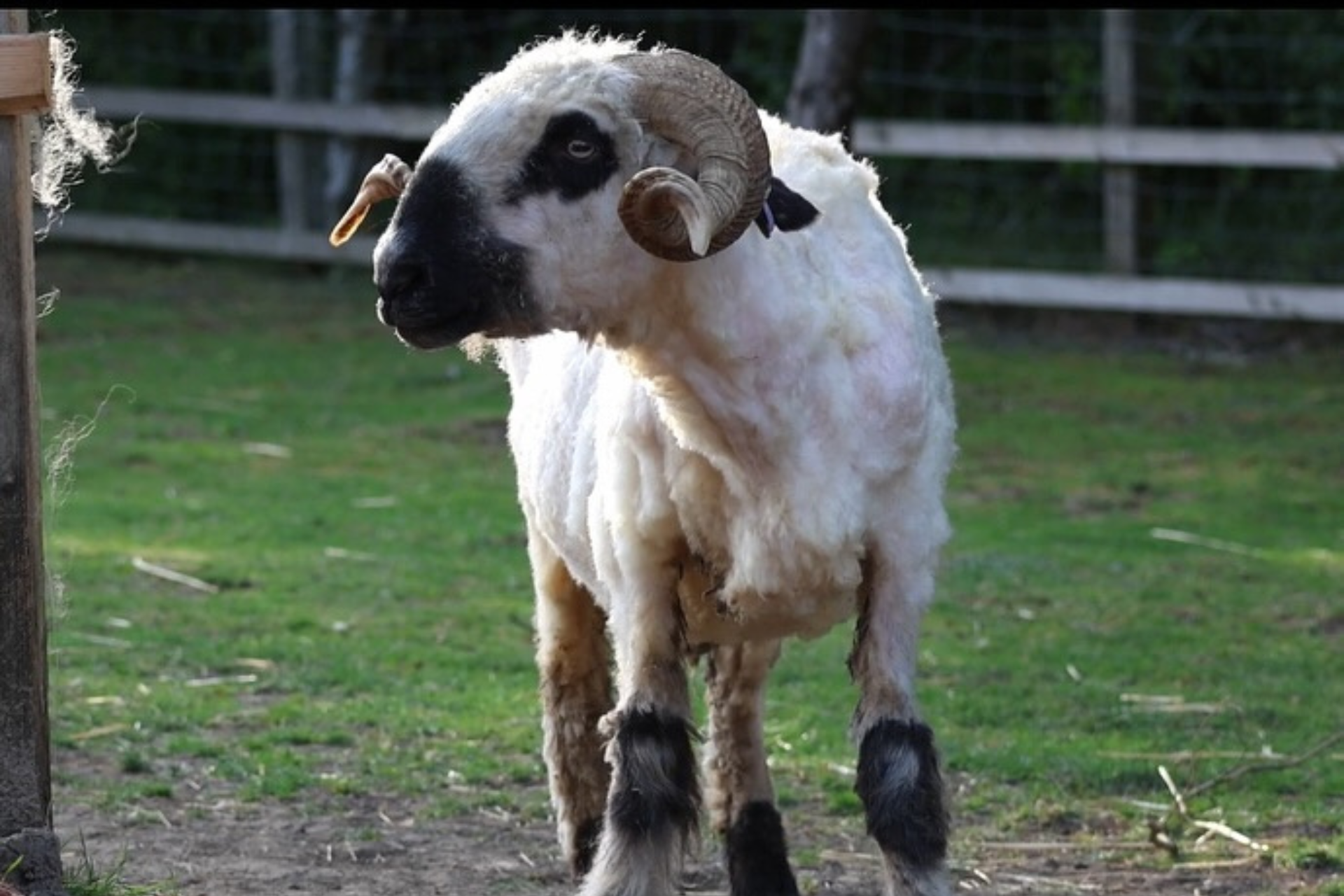 BLACK NOSE SHEEP